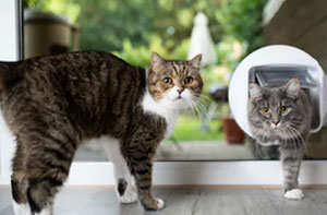 Cat Flap Fitter Near Me Uppermill