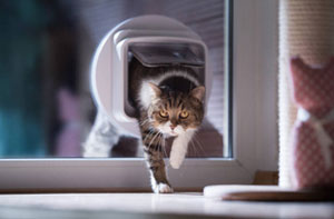 Picking the Right Cat Flap for Your Home in Preesall